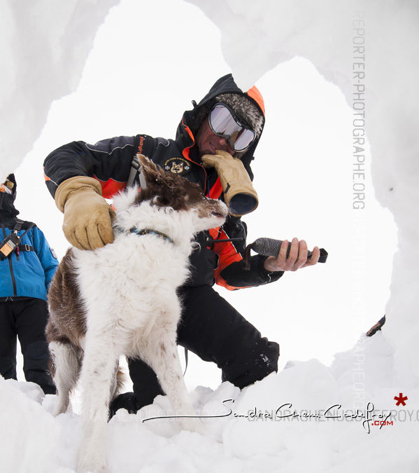 Récompense d’un chien d’avalanche [Ref:2310-02-1630]